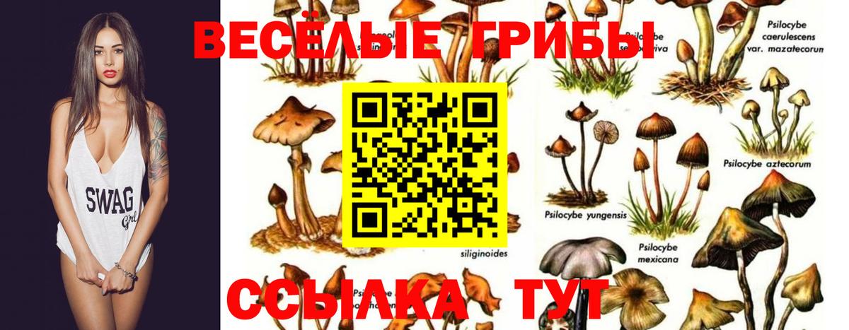 Псилоцибиновые грибы Psilocybine cubensis Стрежевой